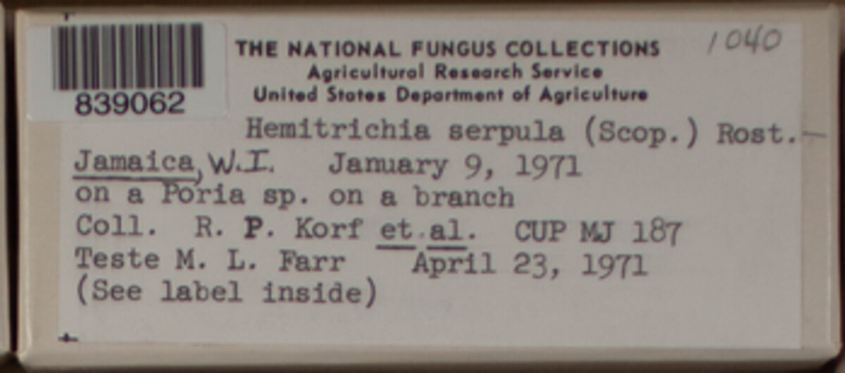 Hemitrichia serpula image
